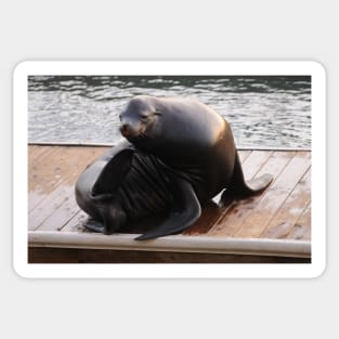 Sea Lion at Pier 39, San Francisco Sticker